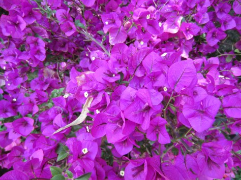 Bougainvillia everywhere right now - quite beautiful!